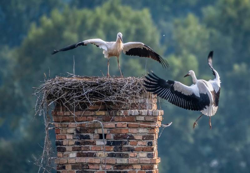 Professional Chimney Animal Removal Services in Spokane, Washington