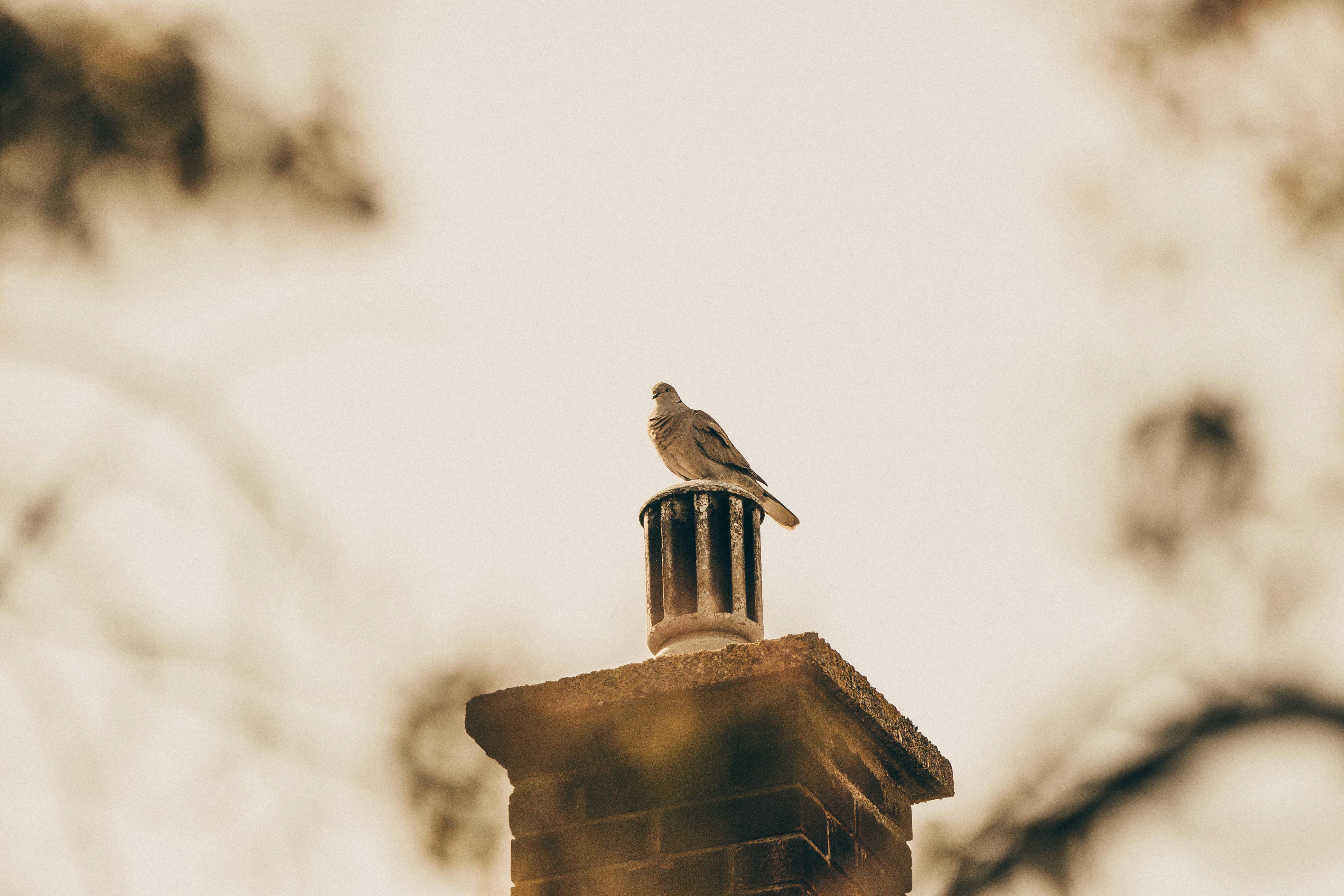 Expert Chimney Cap Installation in Spokane, Washington